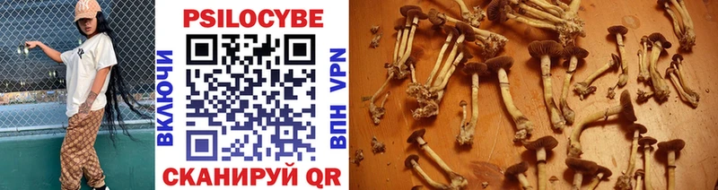 Псилоцибиновые грибы Cubensis Бологое